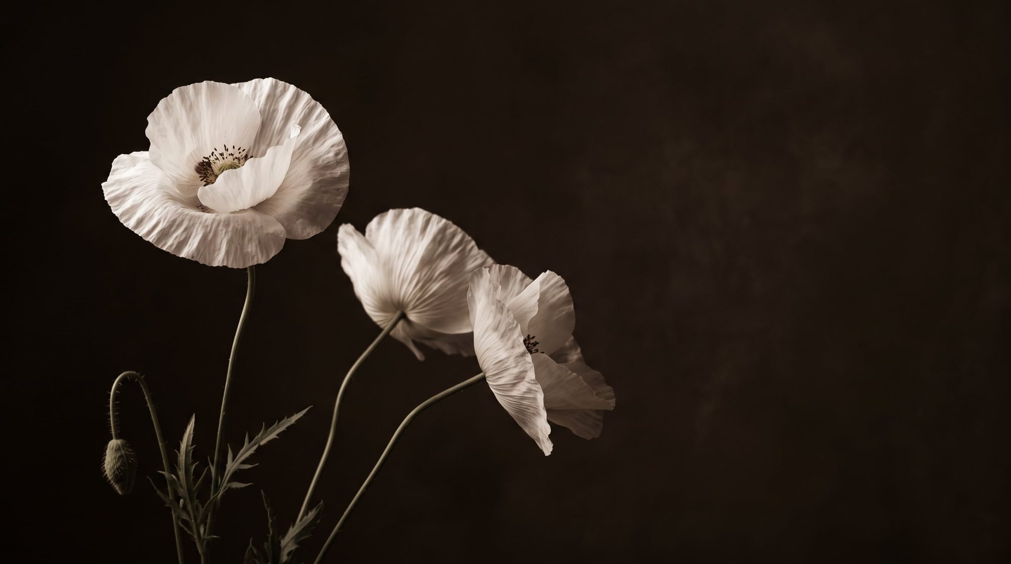 Soft white poppies emerging from deep shadow — the mood of Leilani's floral realism